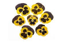 Виола обезвоженная Черный лимон 8 шт