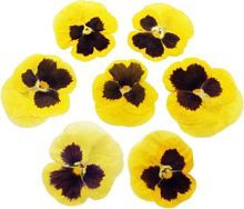 Виола обезвоженная Жёлтый тигр 8 шт