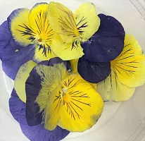 Виола обезвоженная Глаза кошки 8 шт