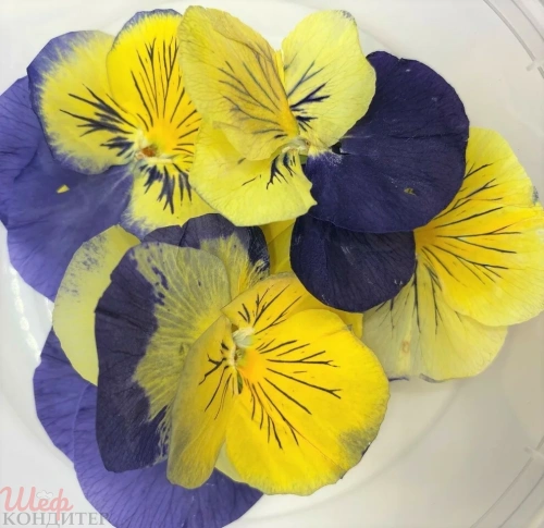 Виола обезвоженная Глаза кошки 8 шт